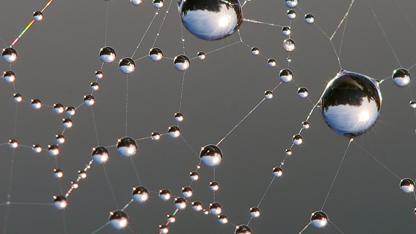 dew_on_spider_web_luc_viatour.jpg