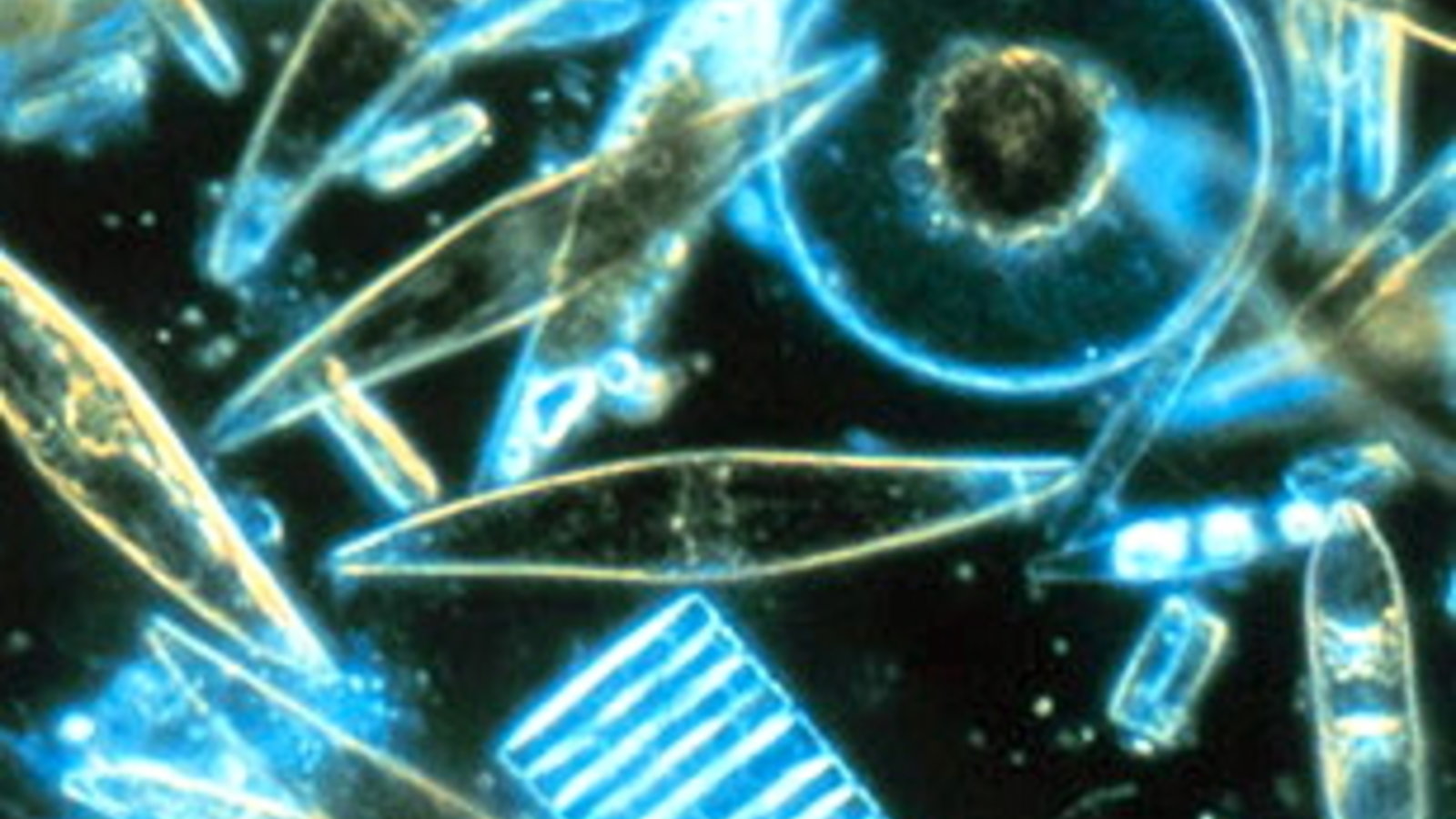 diatoms-phytoplankton-photo34.jpg