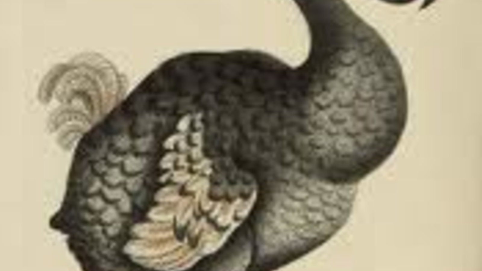 dodo.jpg