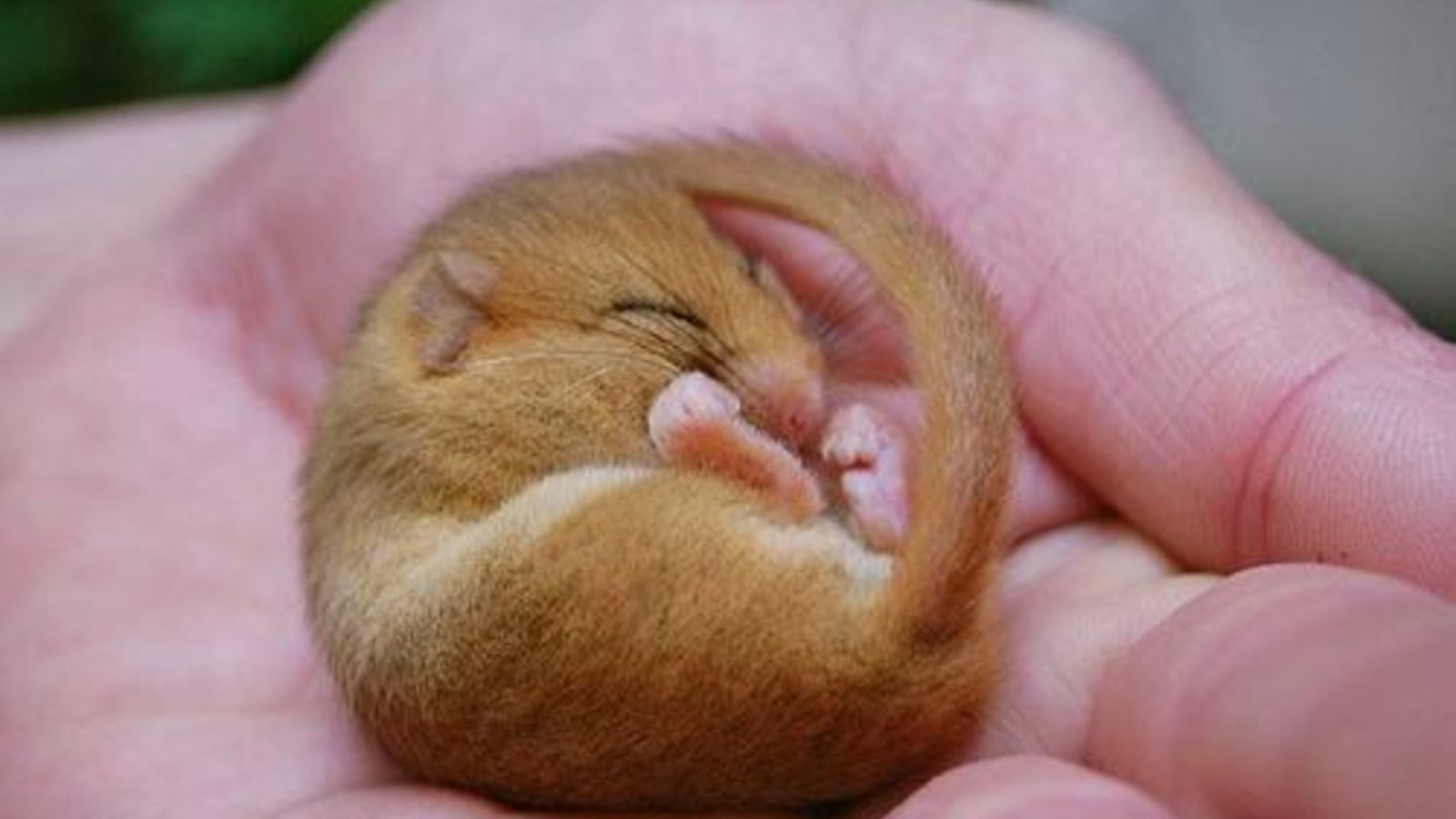 door-mouse-sleeping.jpg