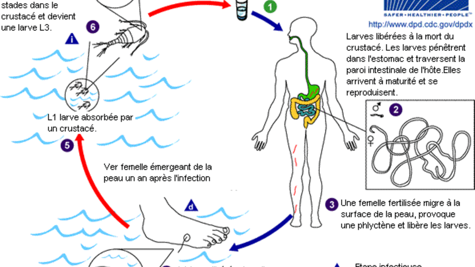 drac_life_cyclefrench_version.gif