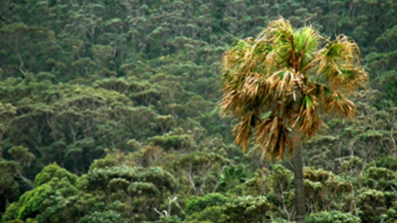 dreamstimefree_1525914-credit-rorem-tropical.jpg