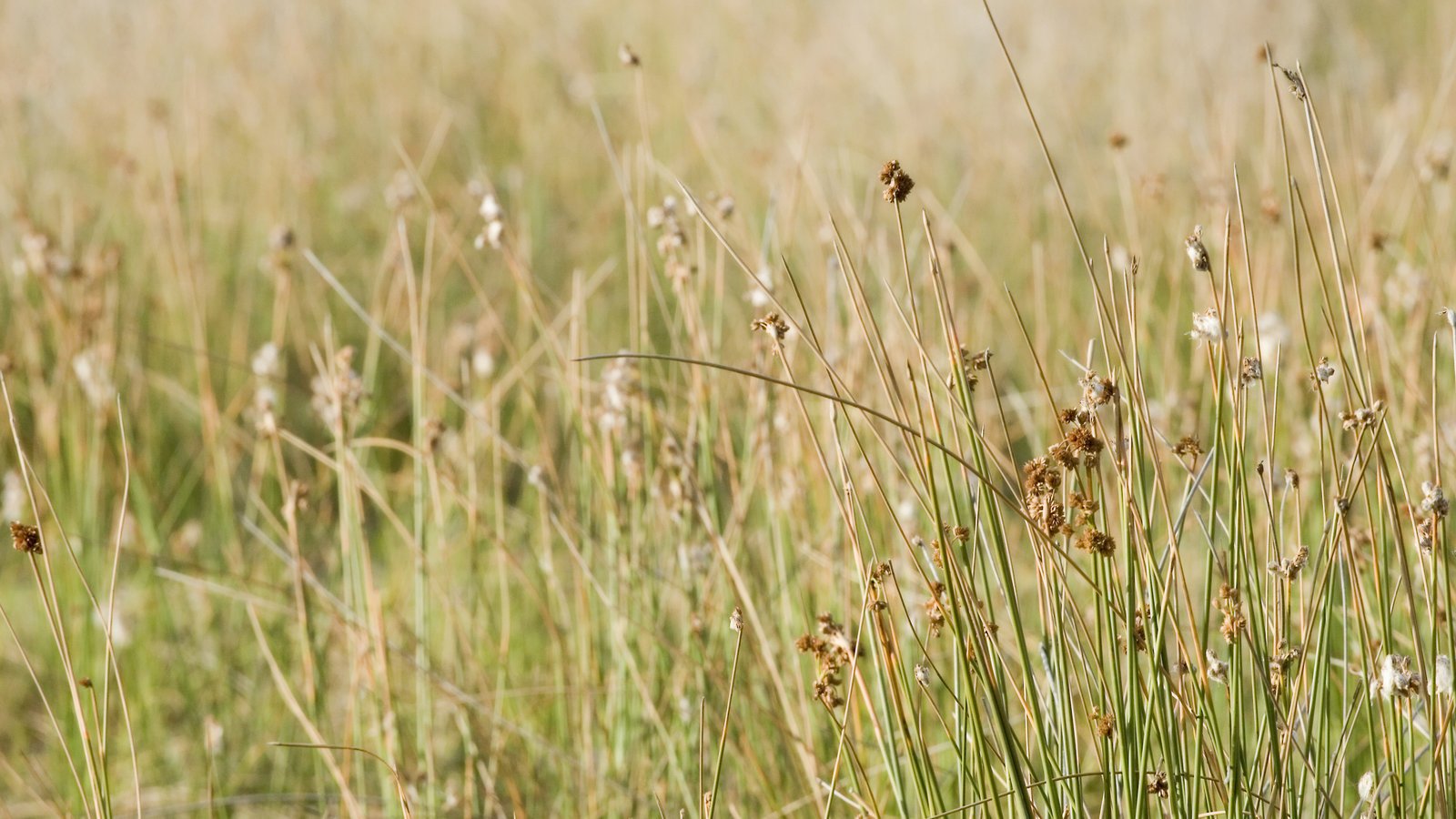 dreamstimefree_527424-Wild_weedcEmiliano_Rodriguez-Dreamstime.com_.jpg