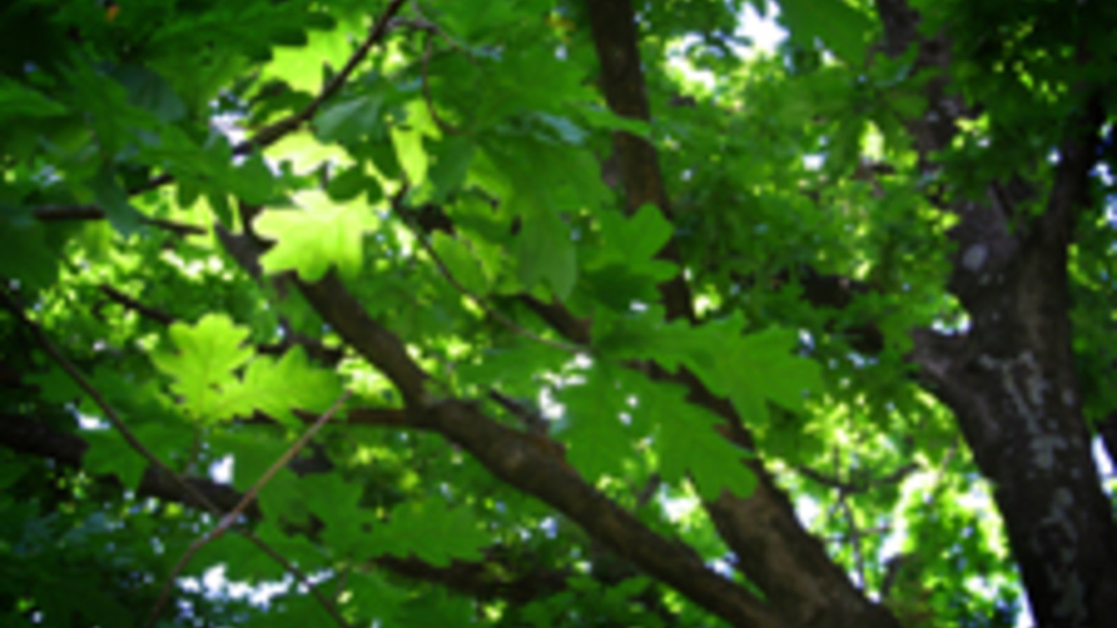 dreamstimefree_593639-Julian_Rovagnati-Dreamstime.com-A_leafy_tree.jpg