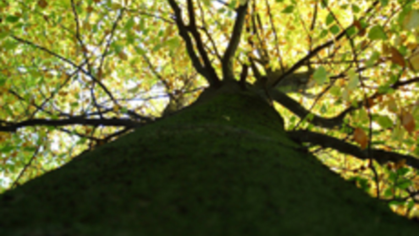 dreamstimefree_thomas_scheike-322149.jpg