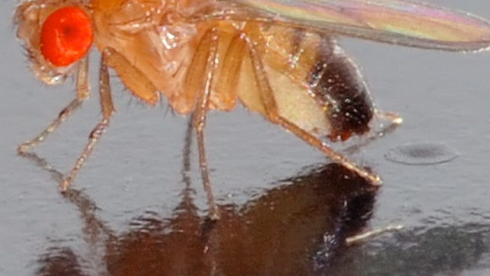 drosophila_melanogaster_-_side_aka.jpg