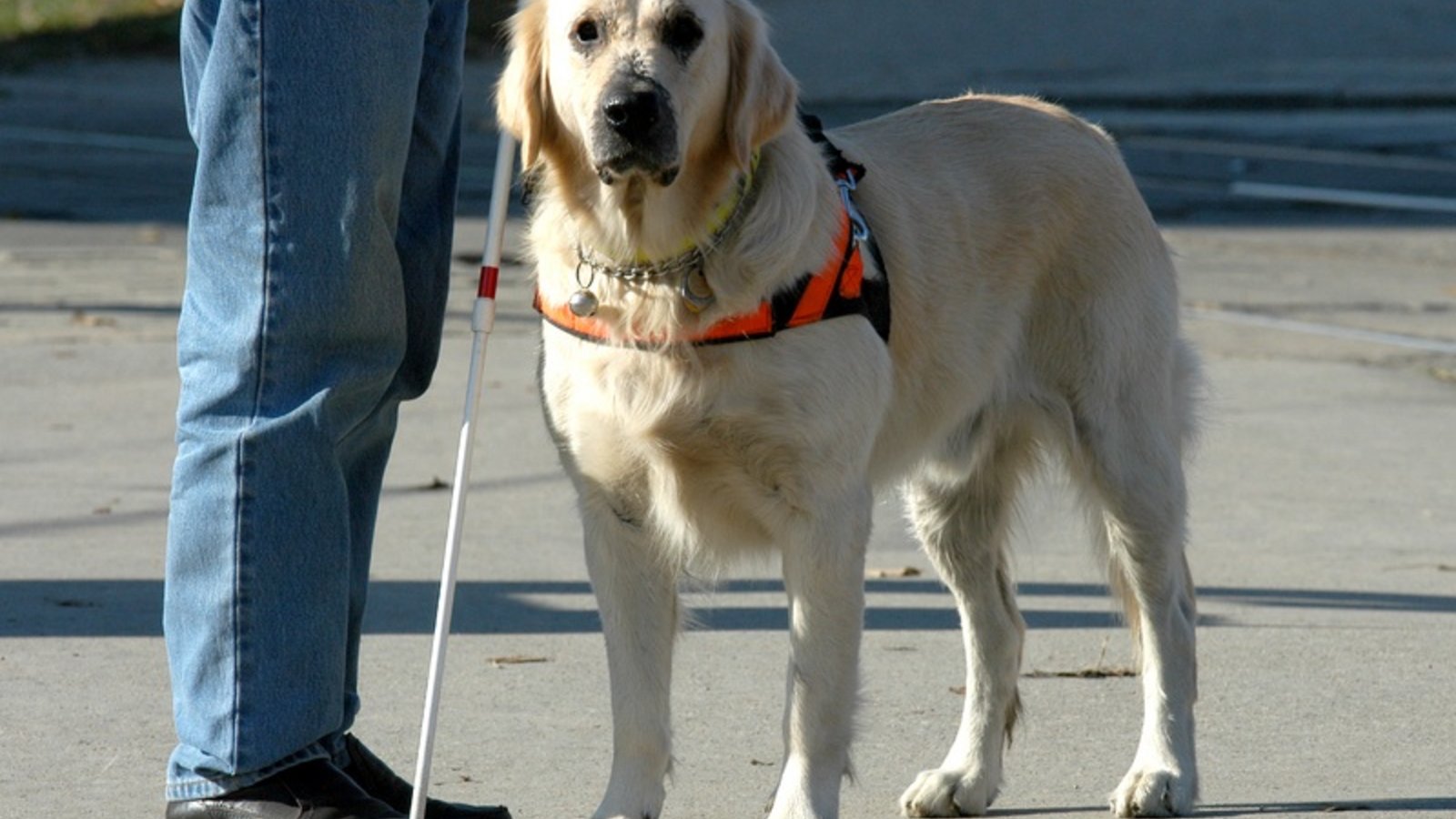 dt_blindwithdog.jpg