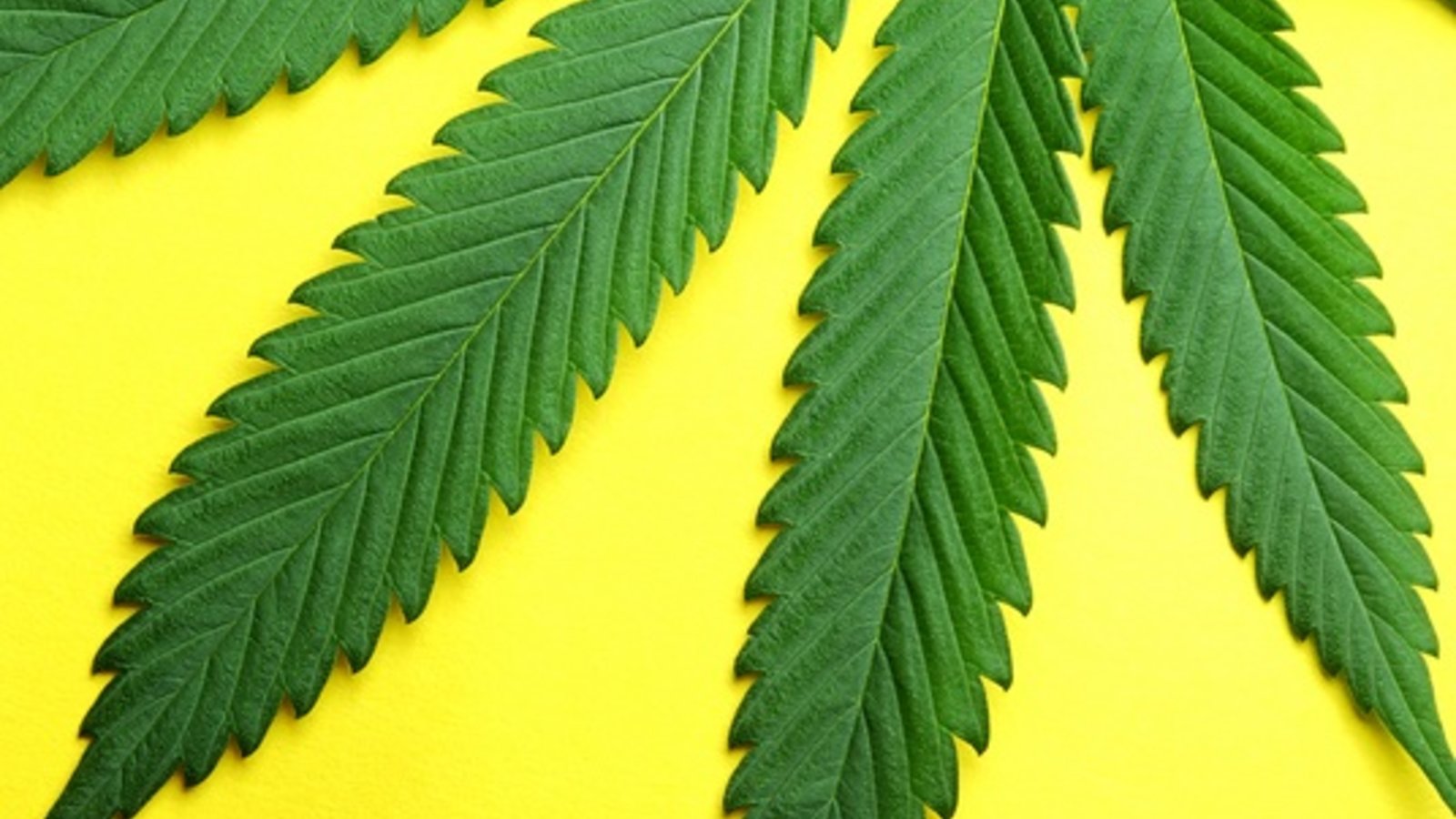 dt_marijaune.jpg