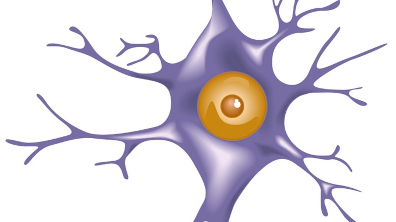 dt_neurone.jpg