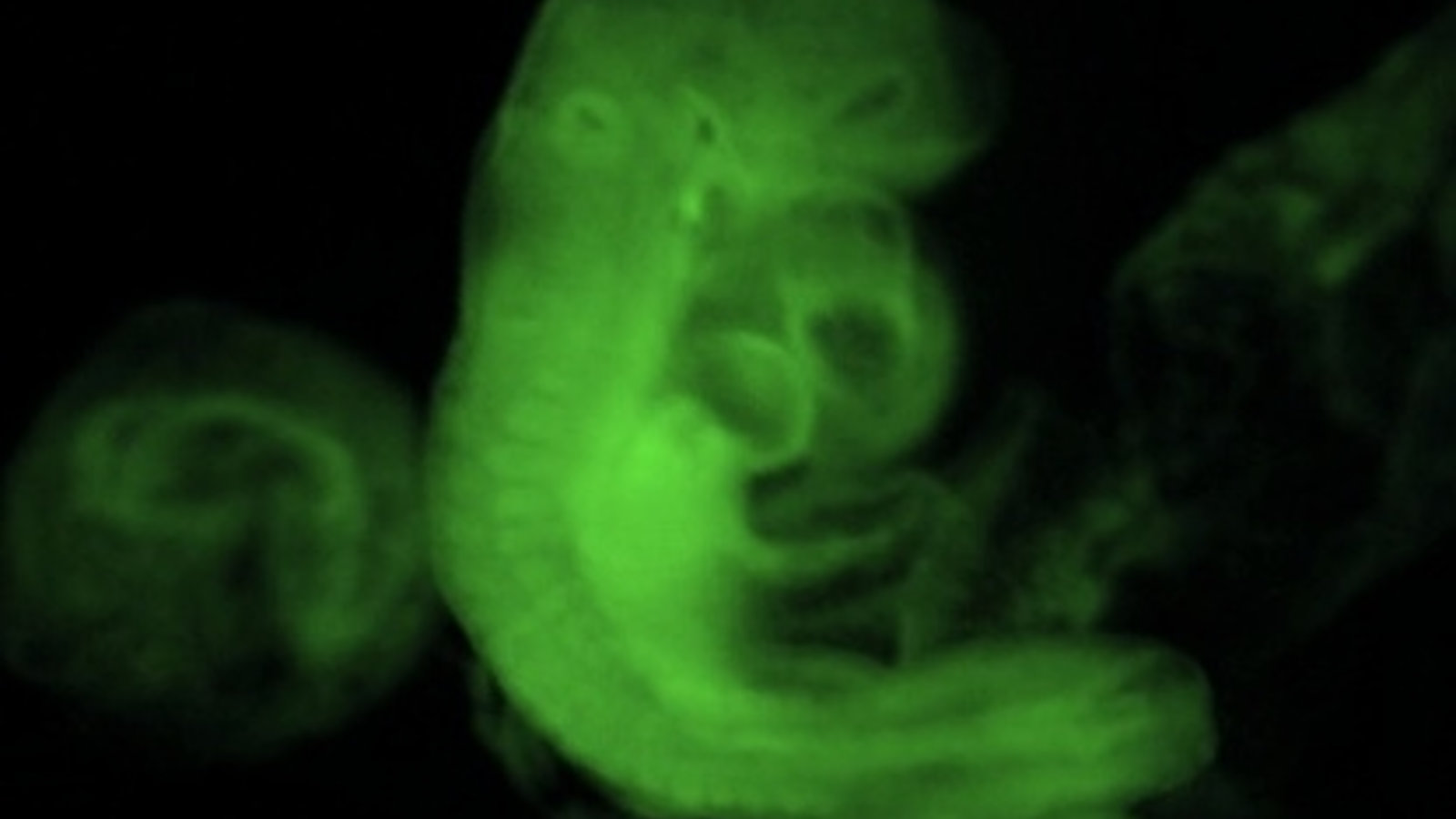 embryon-souris-nature30janvier.jpg