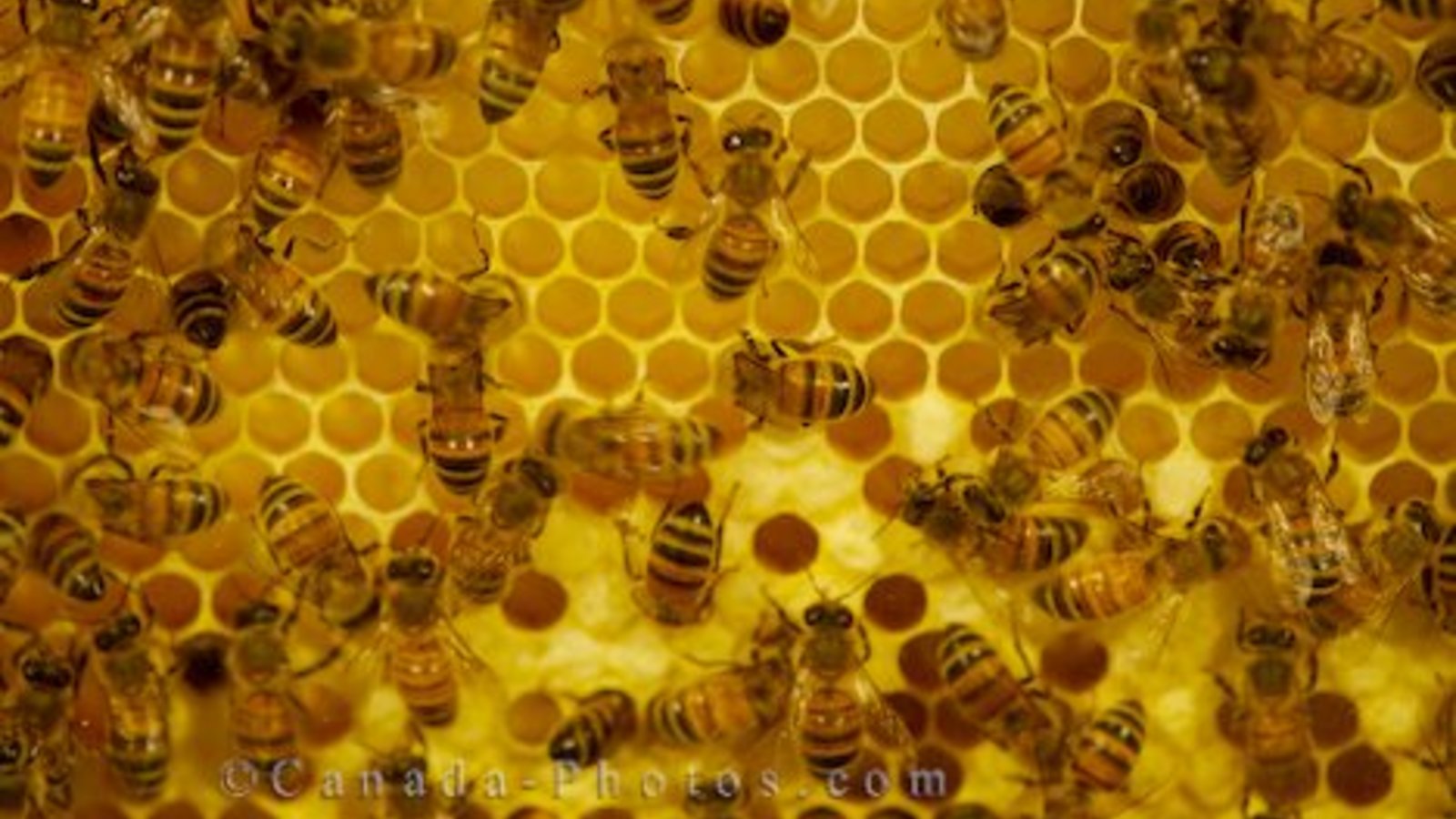 epa-honey-bees.jpg