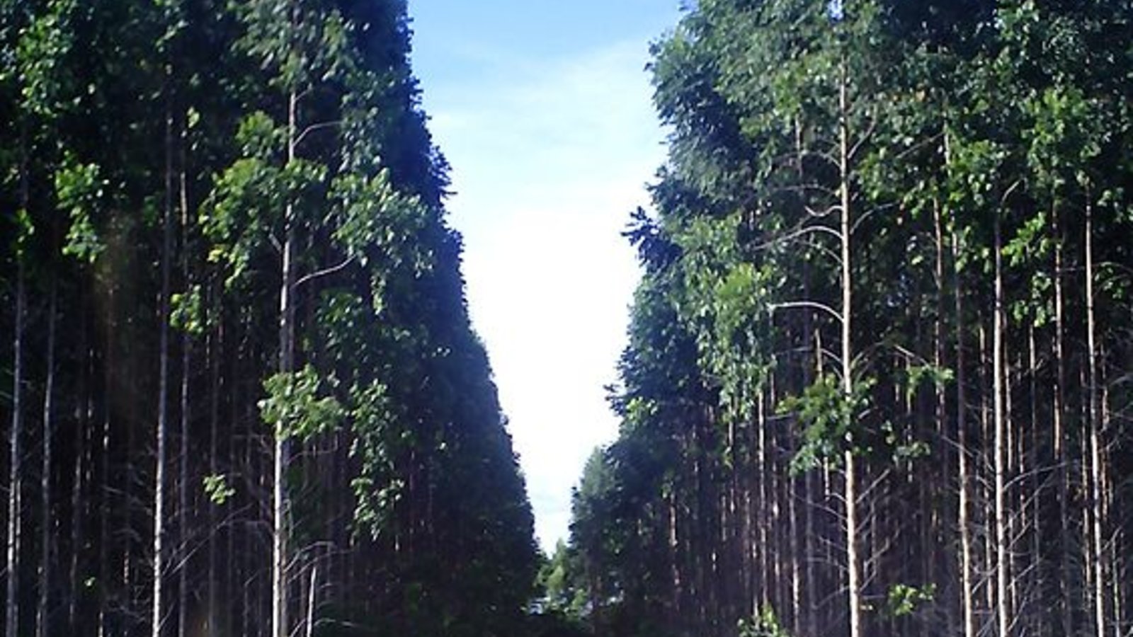 eucalyptus_forest_brazil_denis_rizzoli_wikicom.jpg
