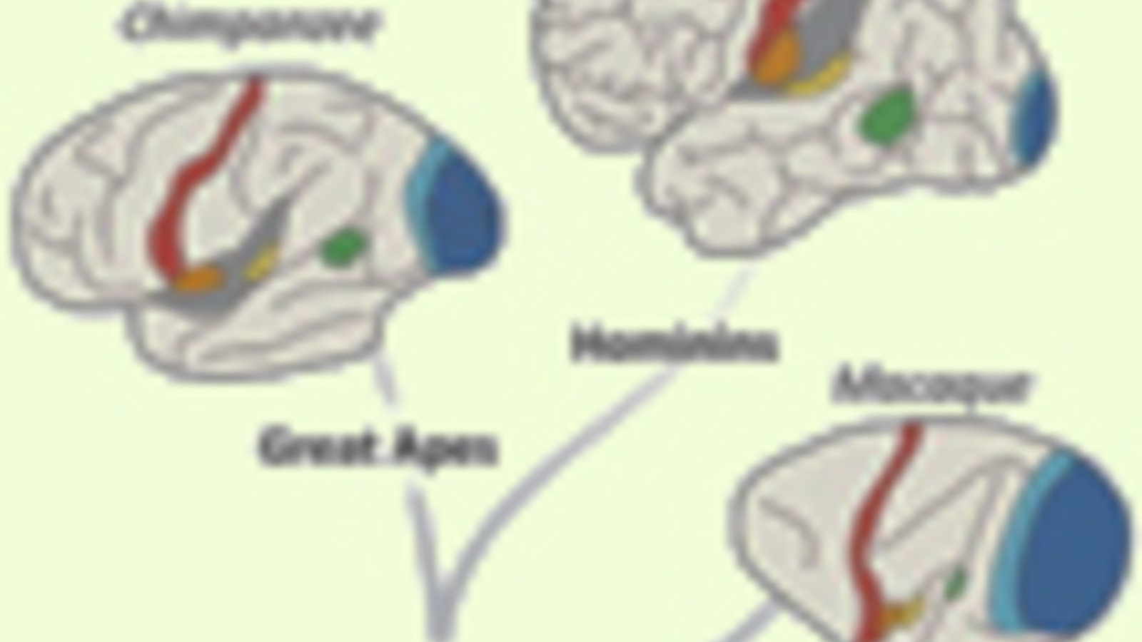 expansion-cortex.jpg