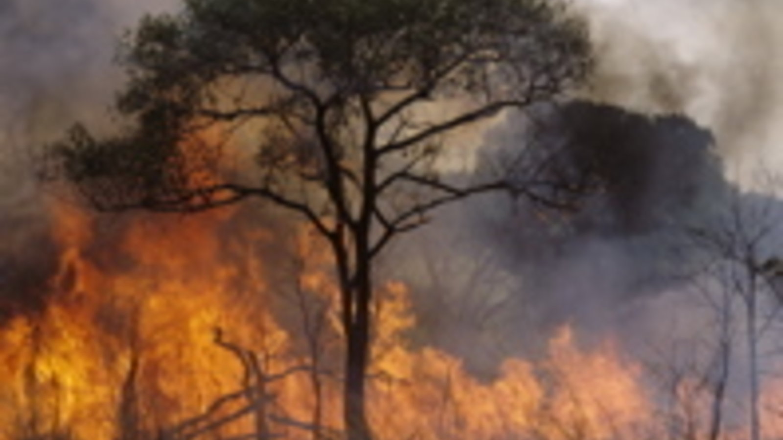 feu_foret.jpg