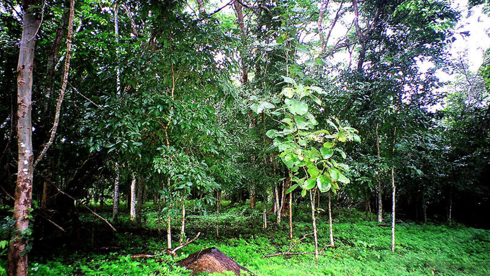 forest_thailand_wikicom.jpg
