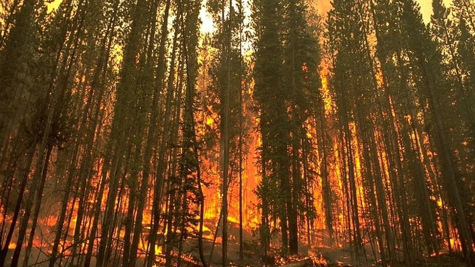 forestfire_usforestservice_wc.jpg