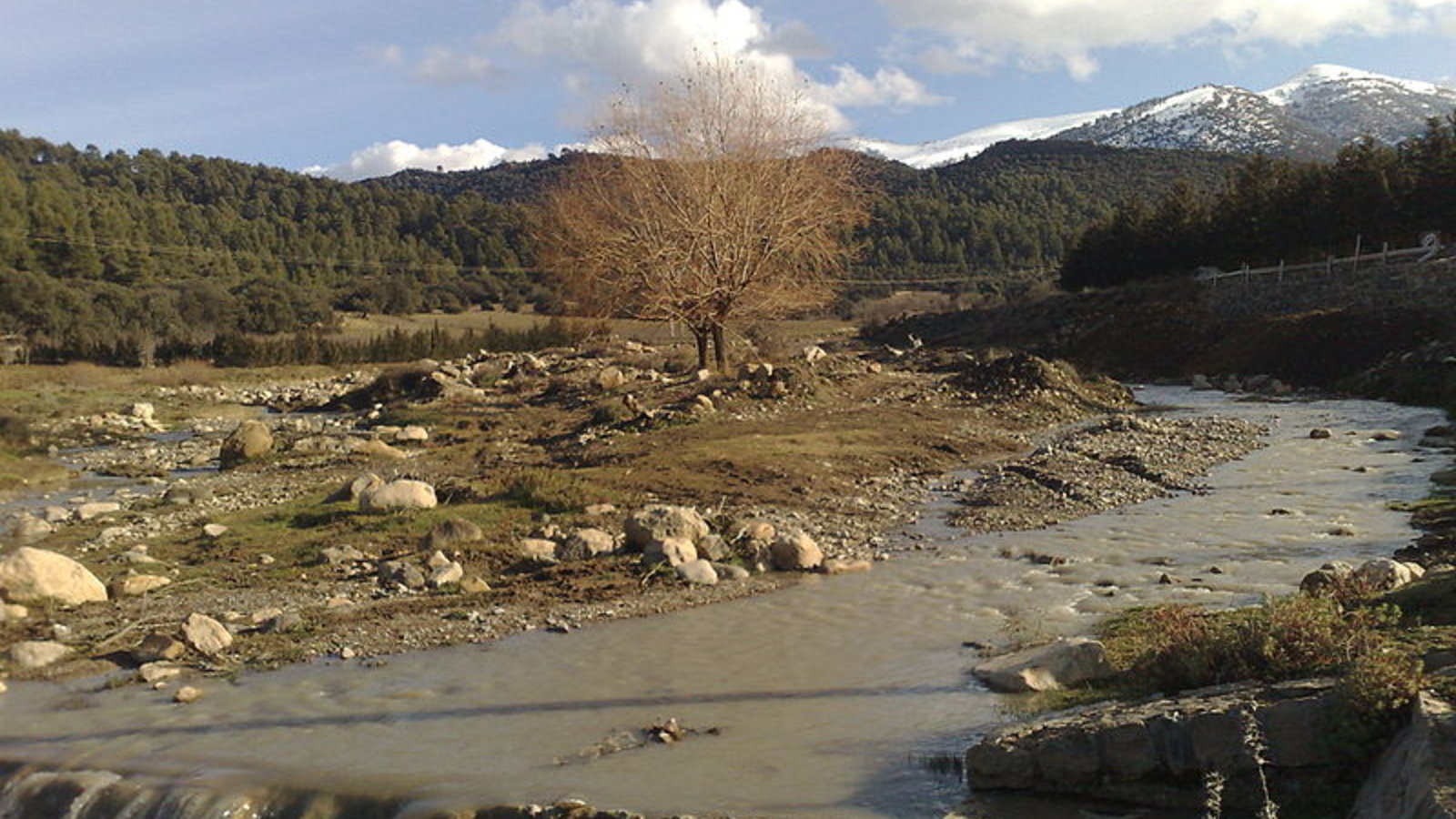 foret_algerie.jpg