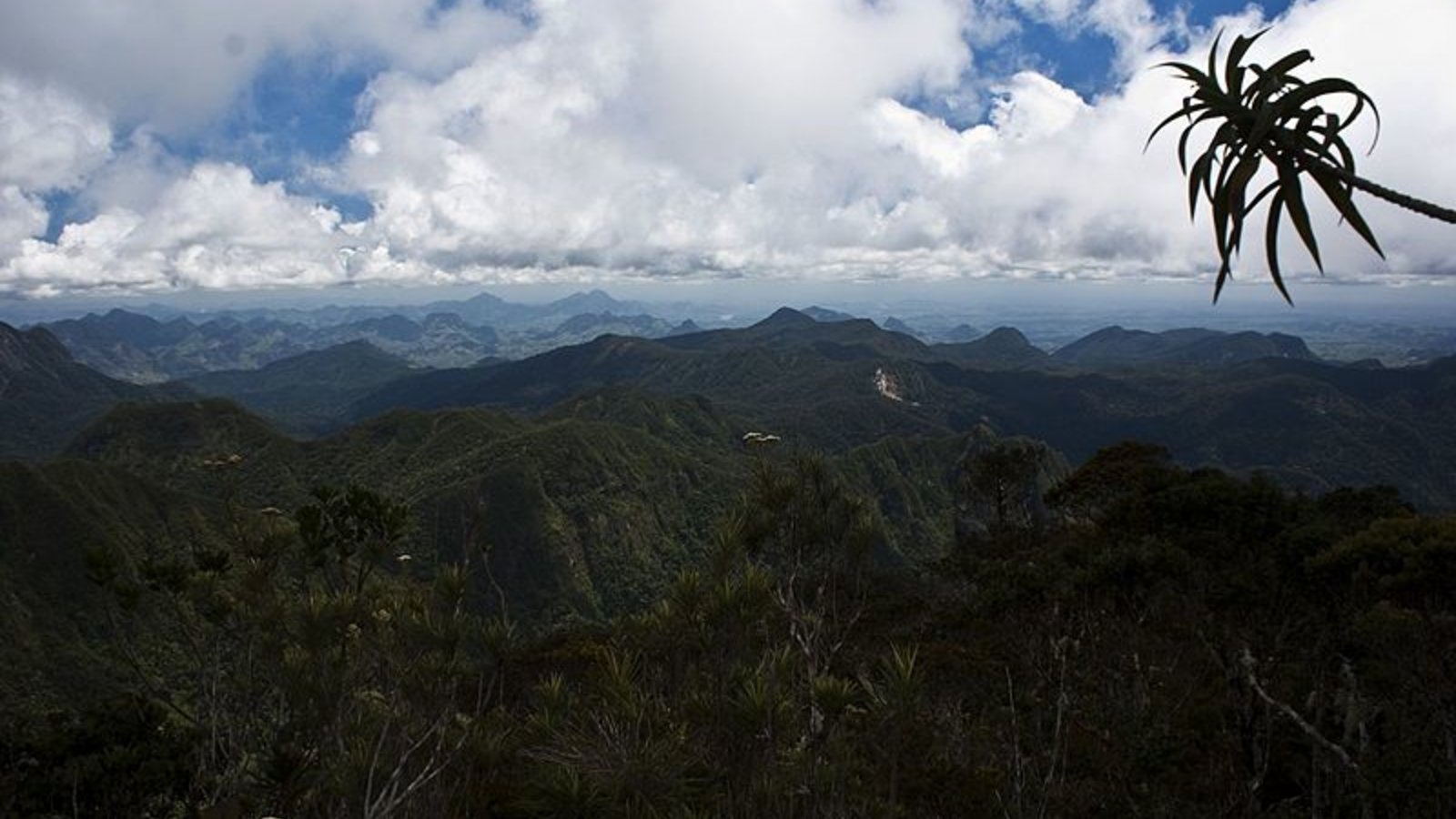 foret_hautemontagne_ericmathieu_wc.jpg