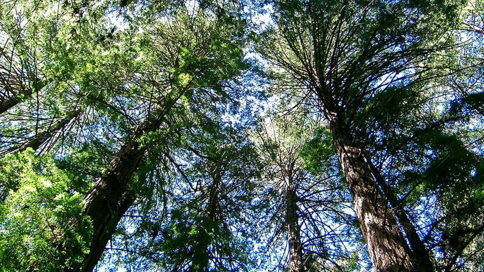 foretamericaine.jpg
