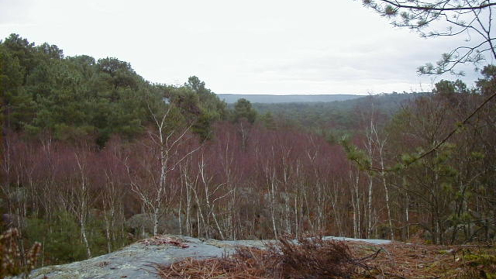 foretfontainebleau1.jpg