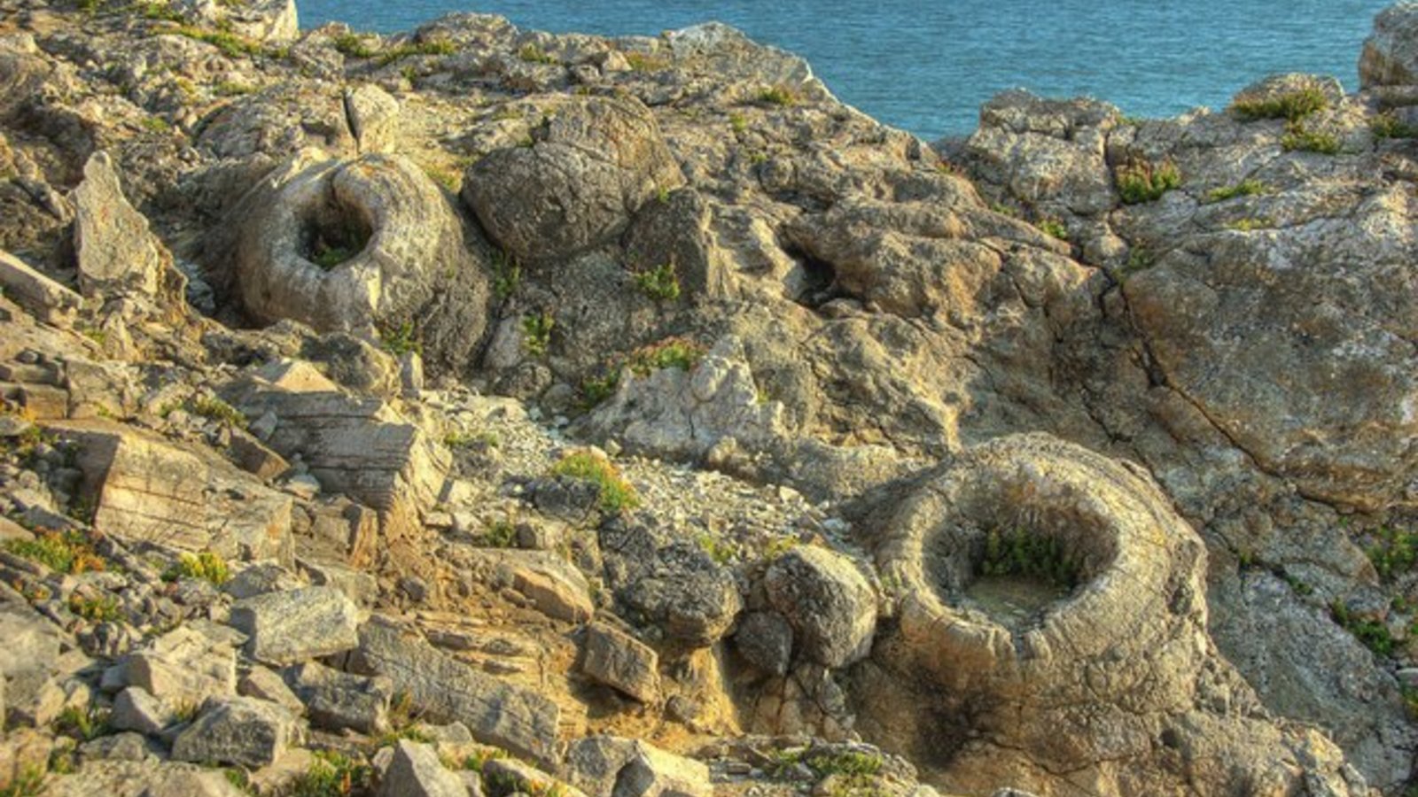 fossil_forest_juliandowse_wc.jpg