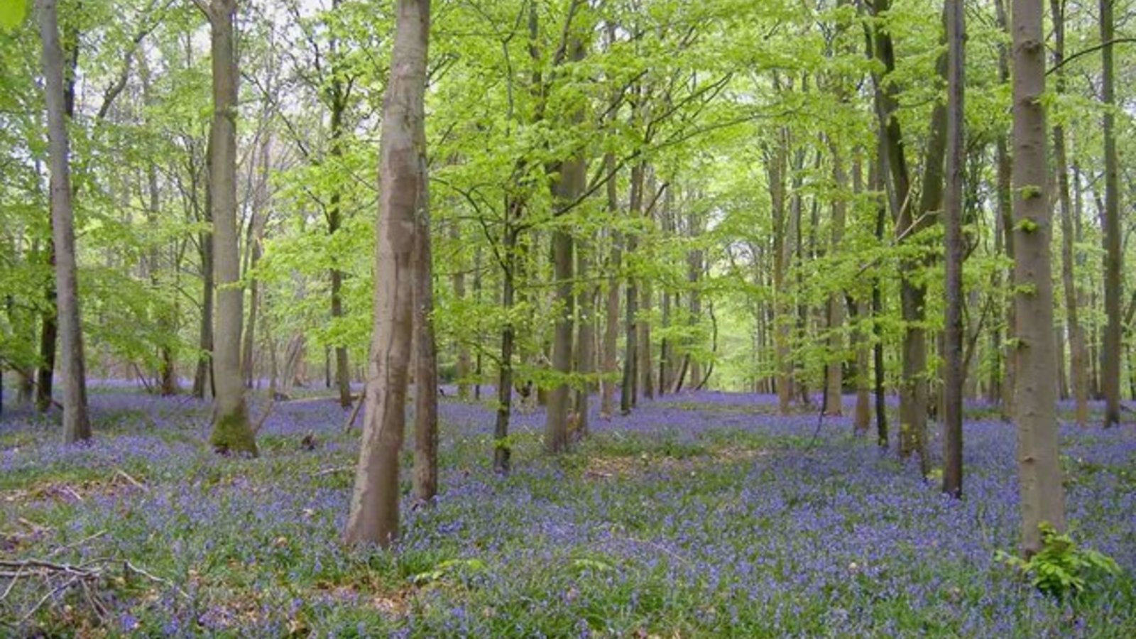 fragmentedforest_rogercornfoot_wc.jpg