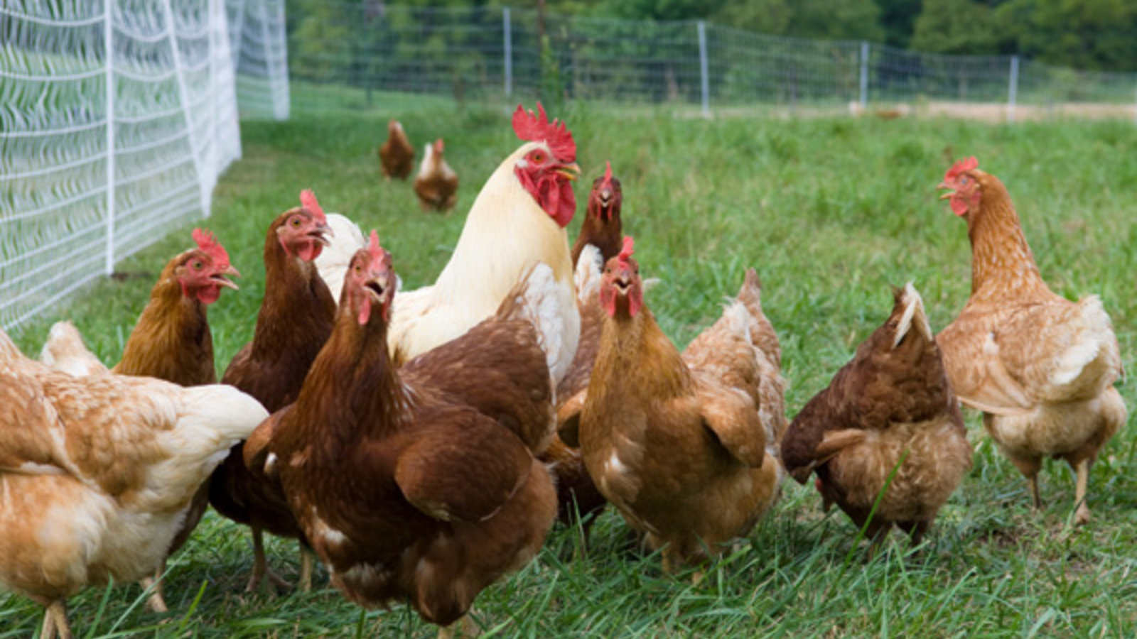 free-range-chickens.jpg