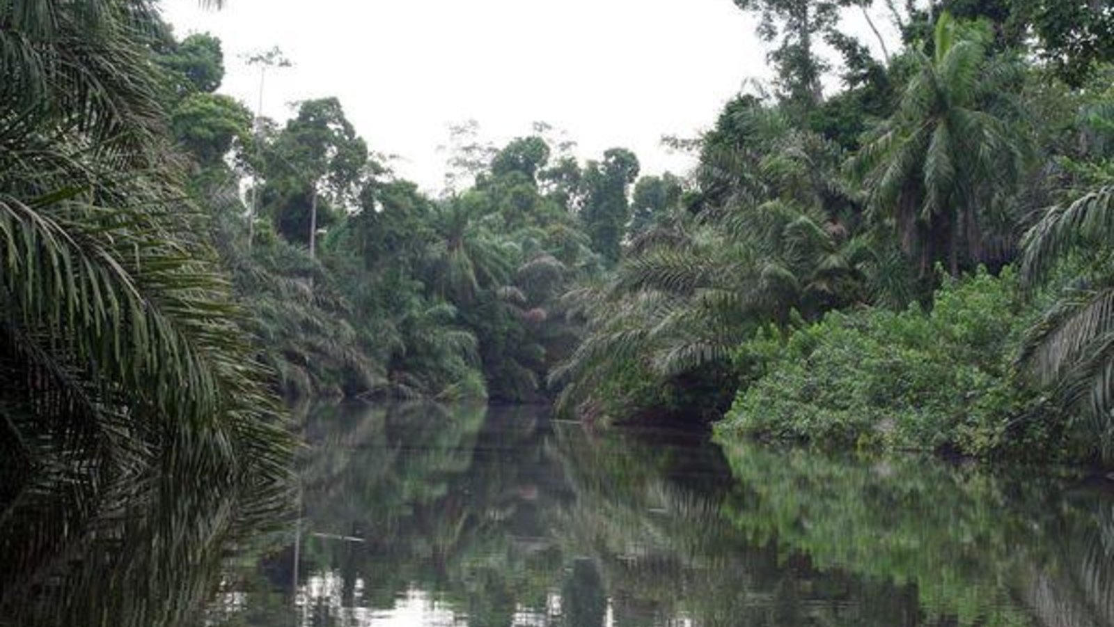 gabon_mongabay_wc.jpg