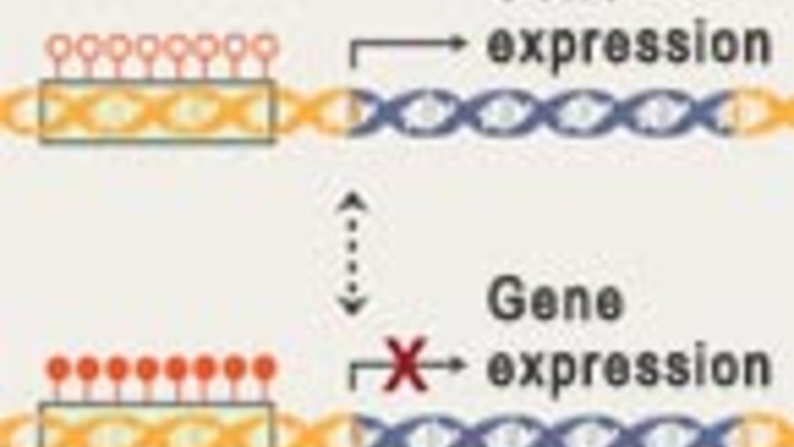gene-expression.jpg