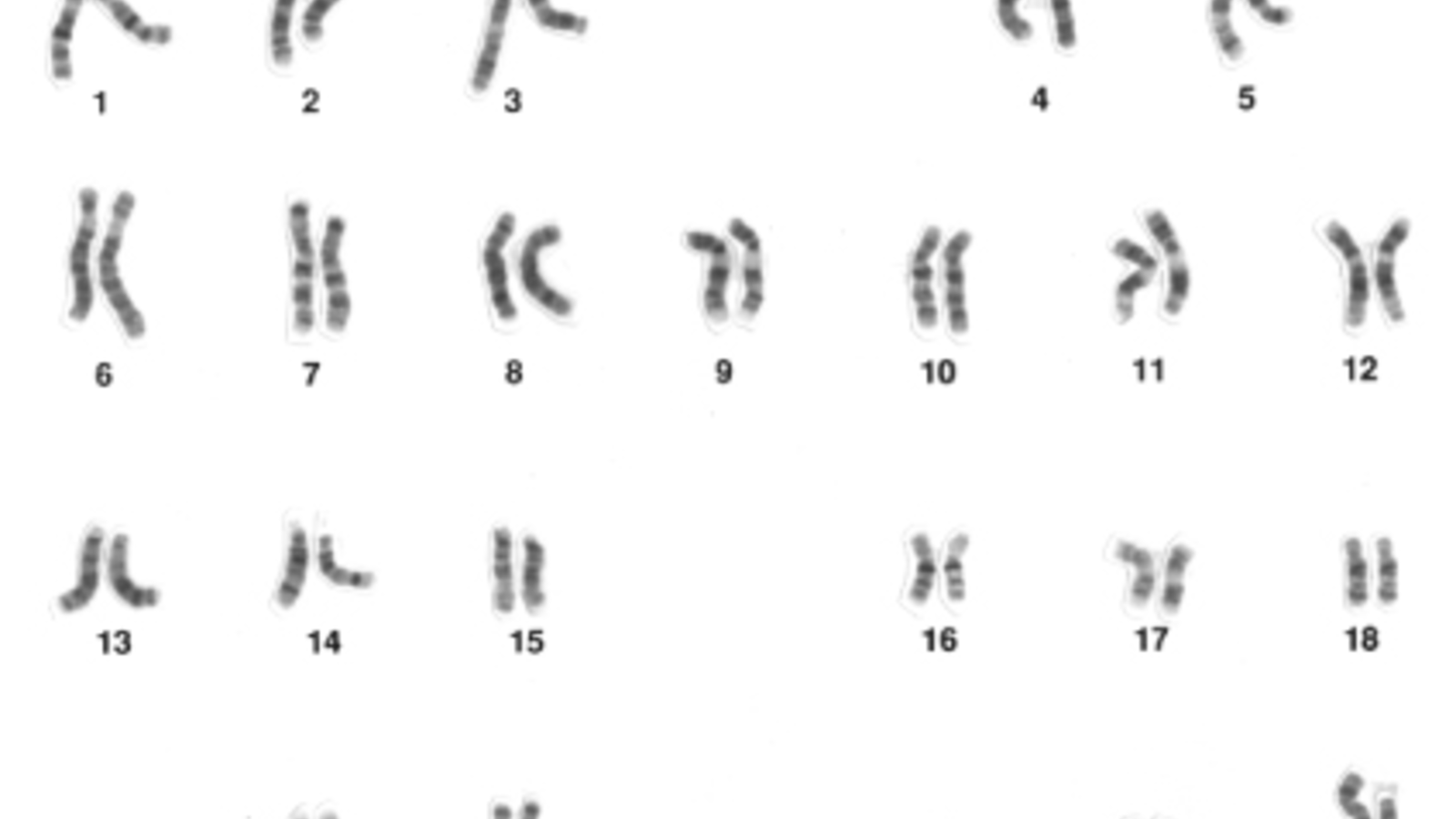 genome.png