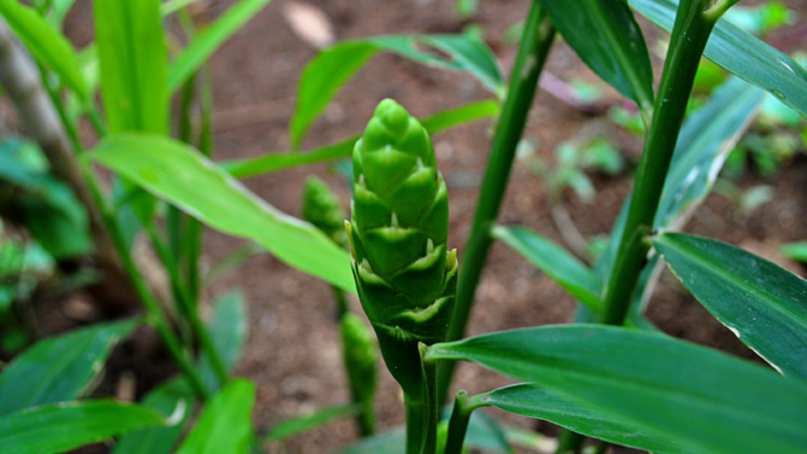 ginger_plant_vs.jpg