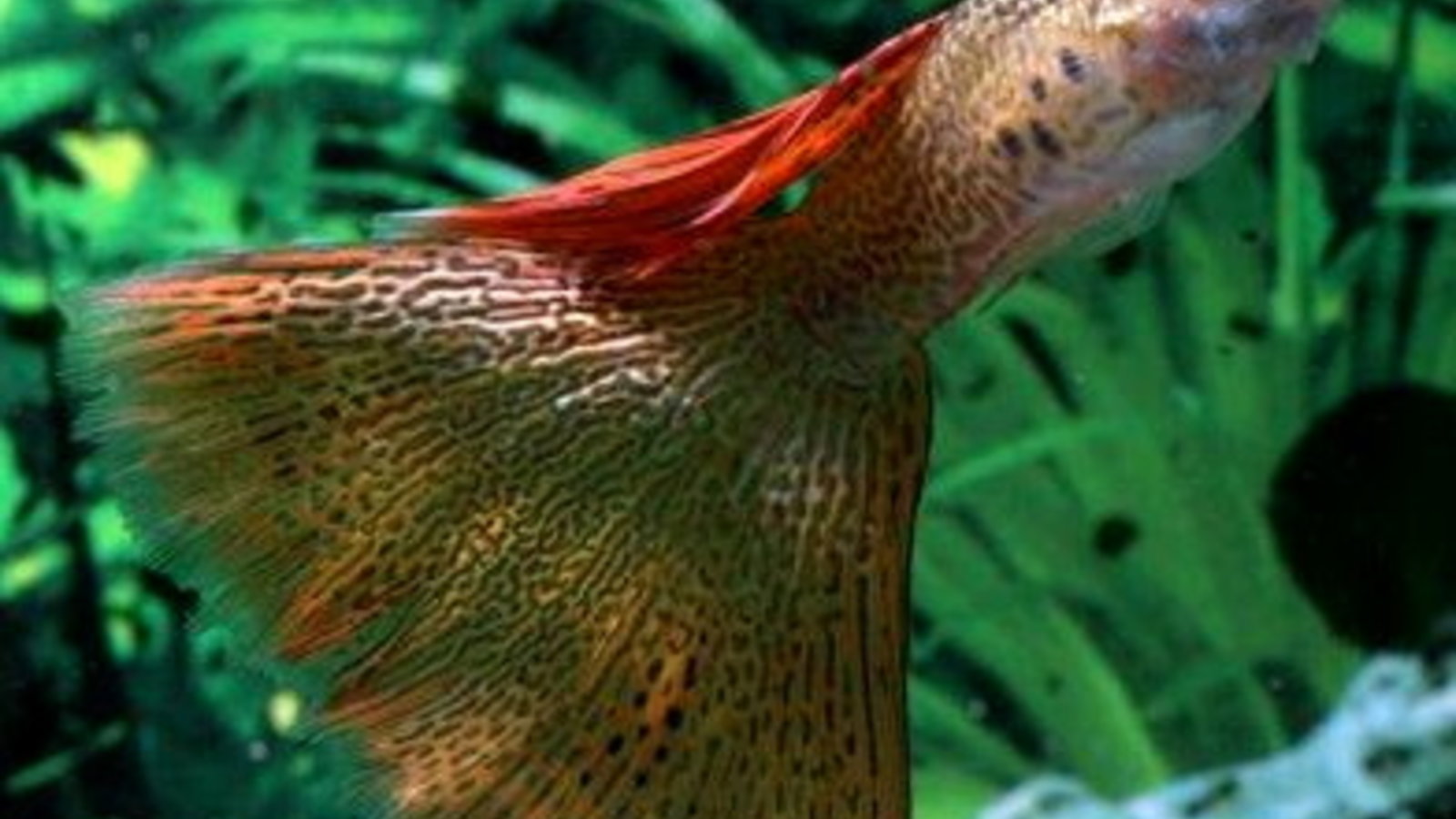 guppy6.jpg