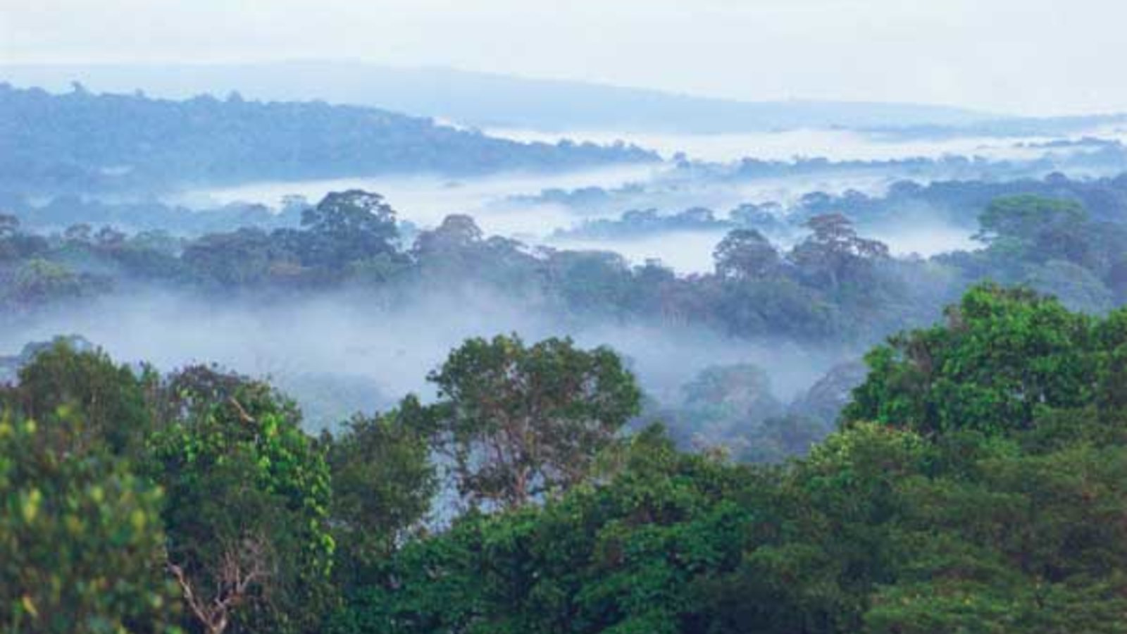 guyane_savane.jpg