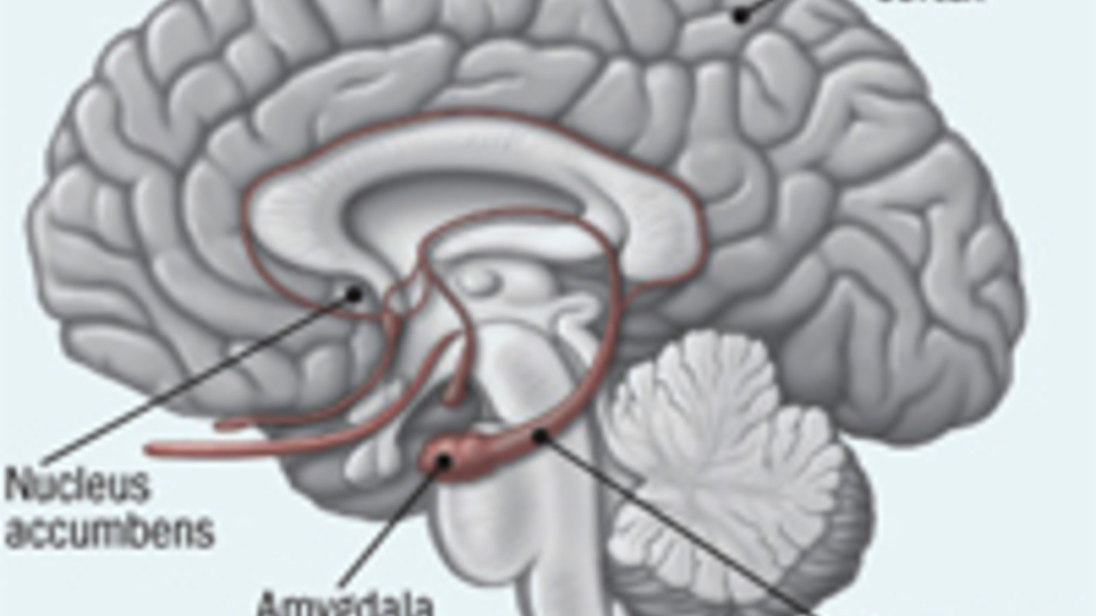 hippocampus-accumbens.jpg