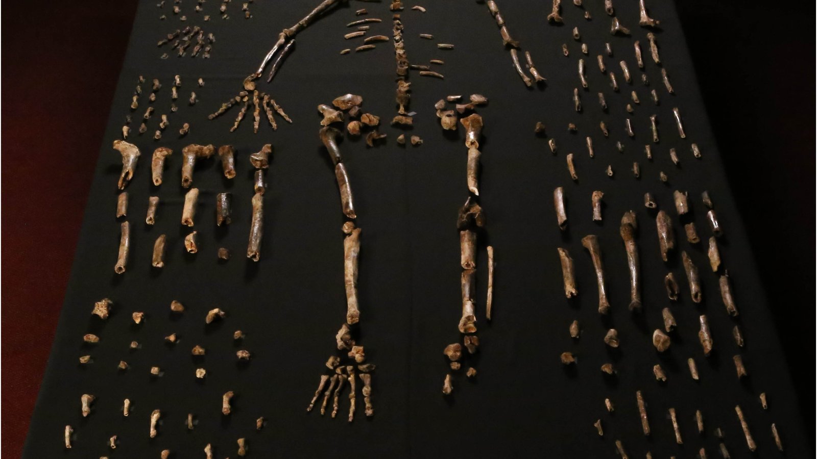 homo_naledi_2.jpg