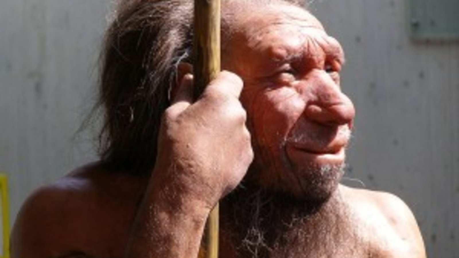 homo_neanderthalensis_portrait_-_neanderthal_museum-300x225.jpg