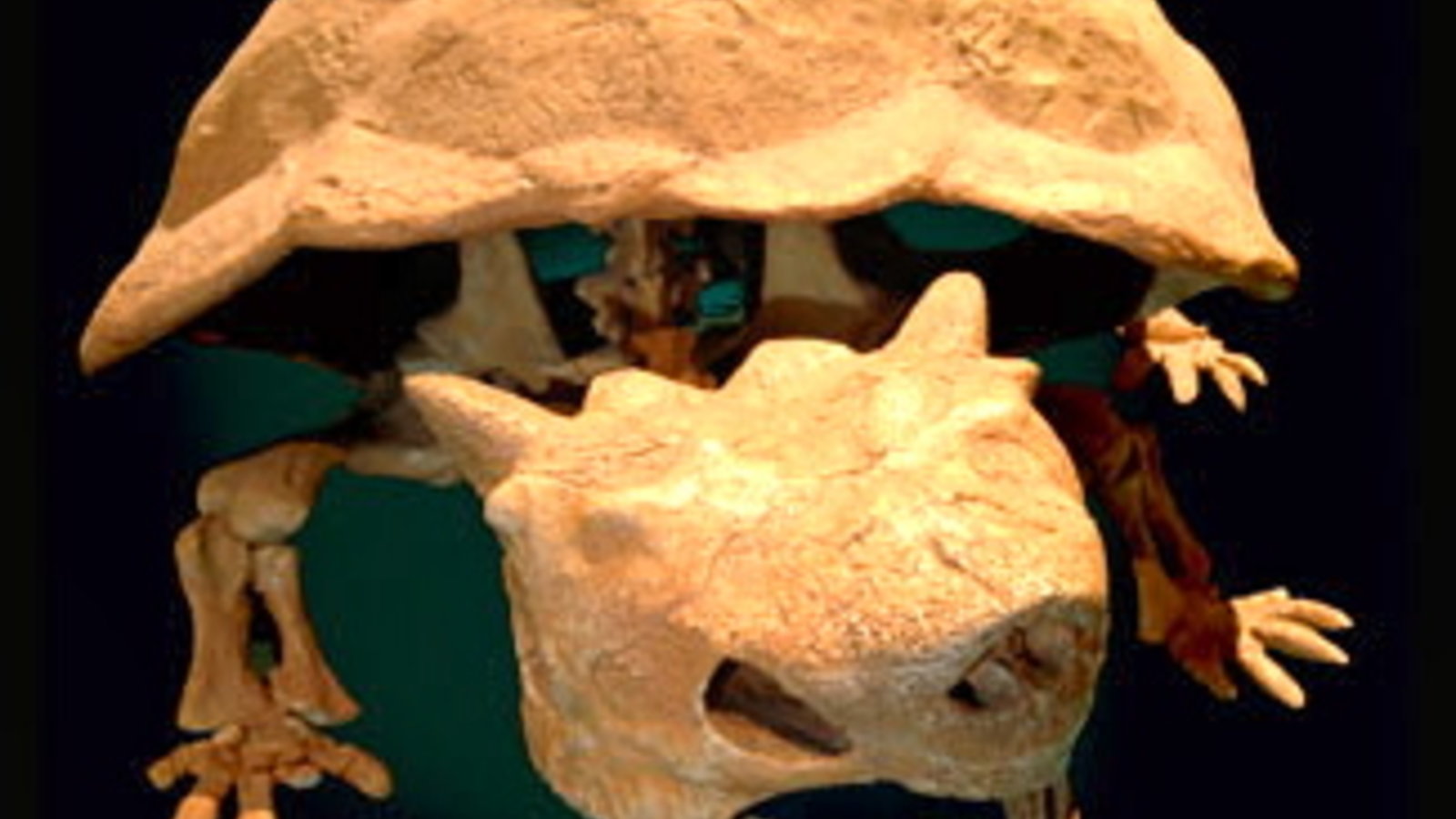 horned_giant_turtle.jpg