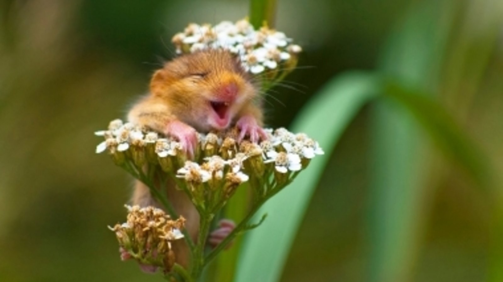 hotspot_laughing_dormouse_002.jpg