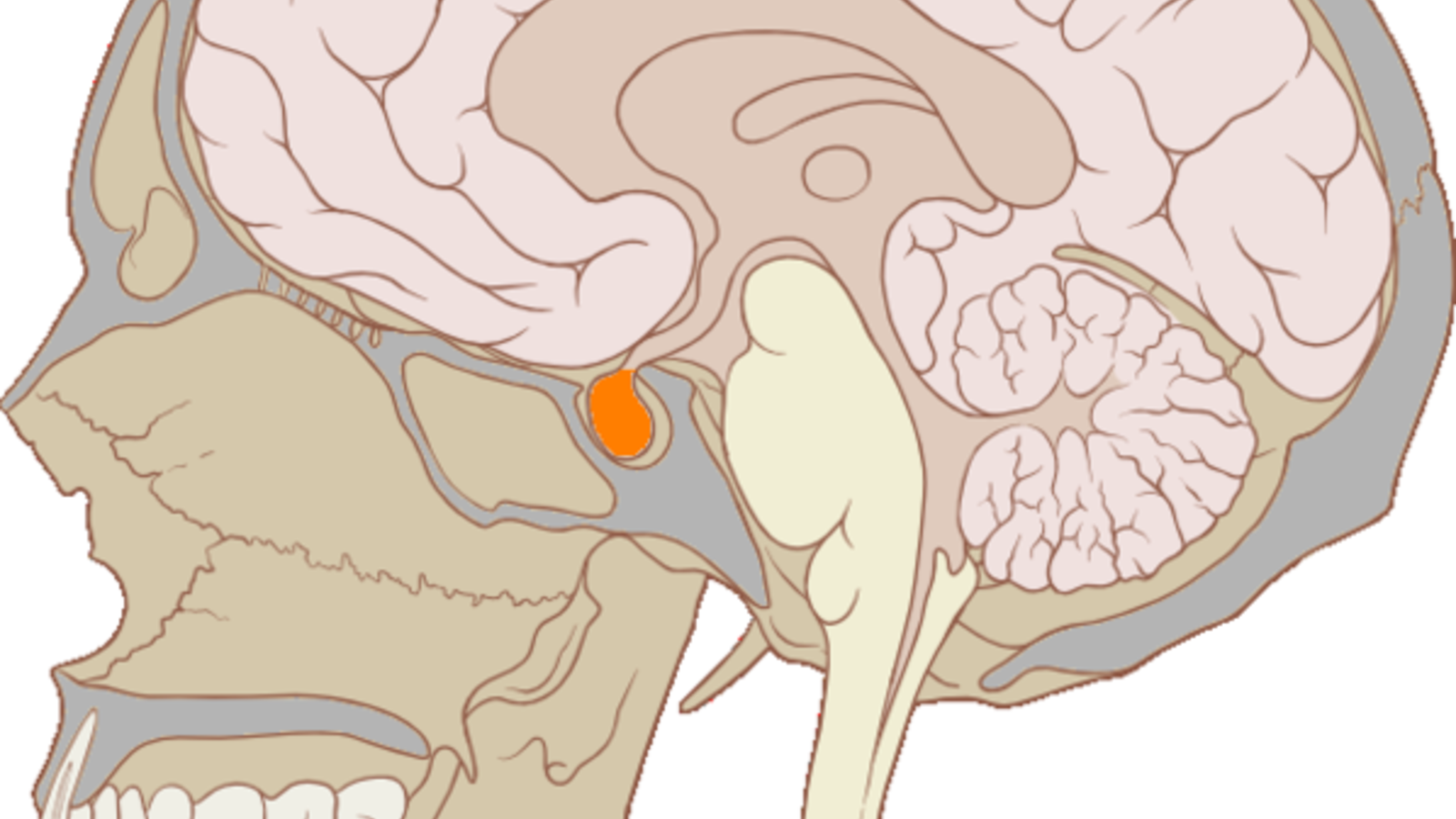 hypophyse.png