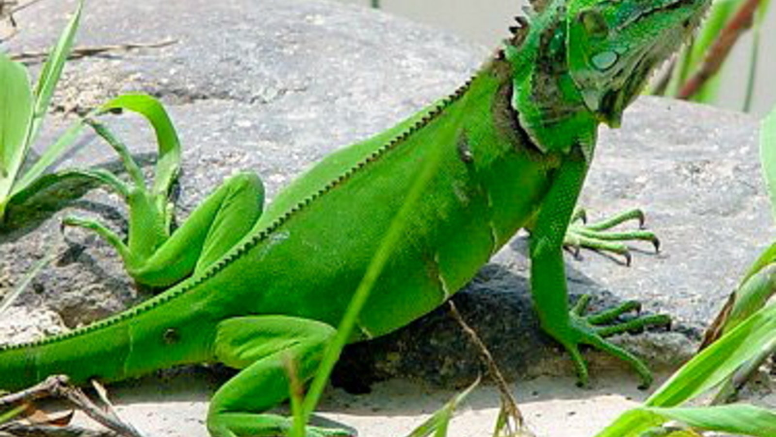 iguana.jpg