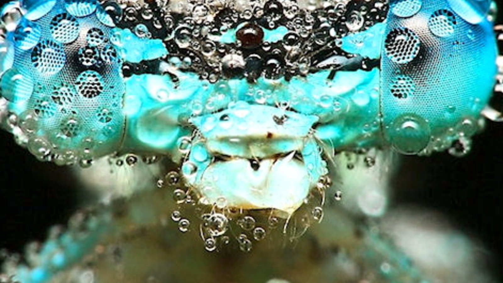 insecte-gouttelettes-eau.jpg