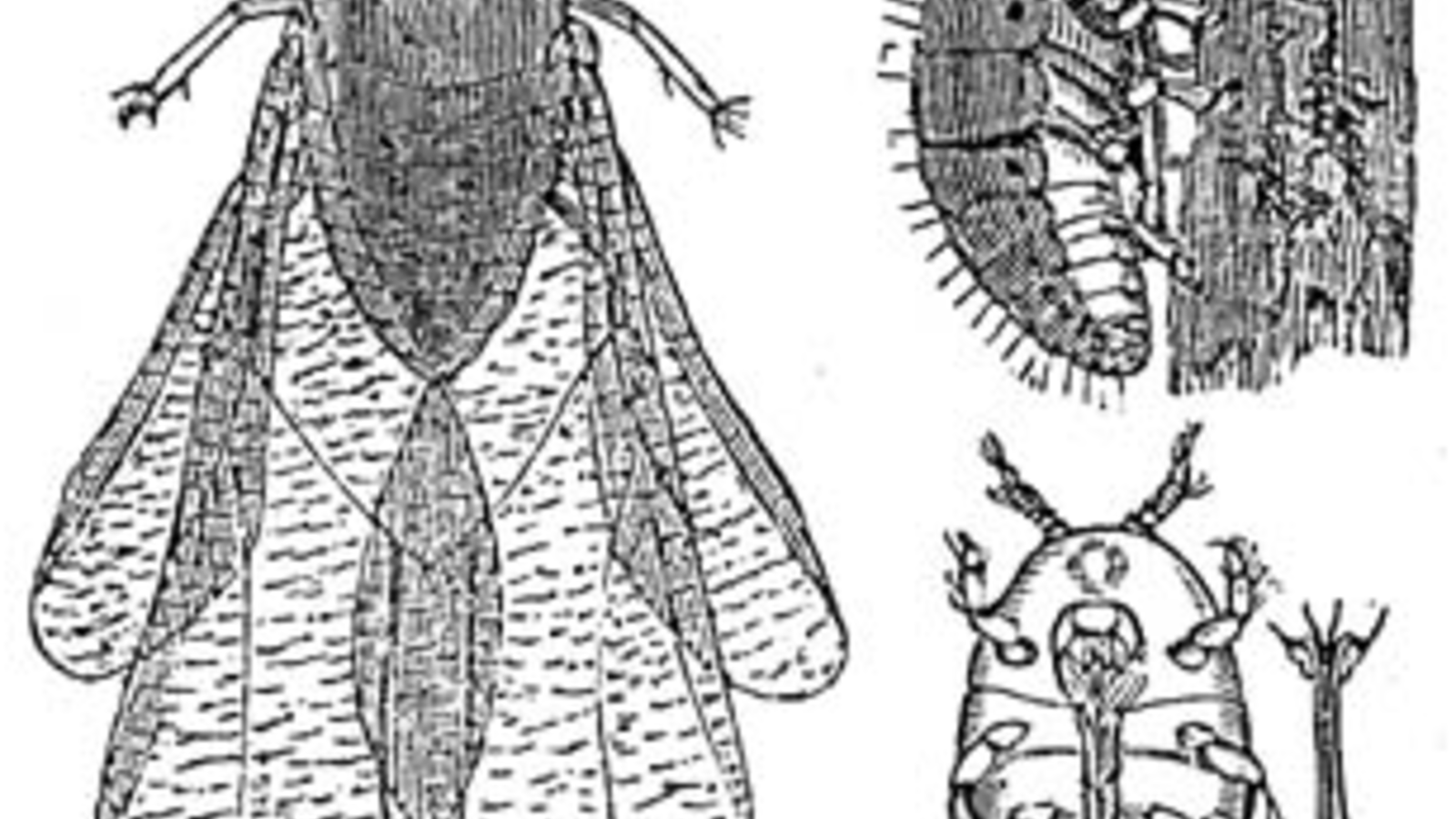 insecte_foret.png