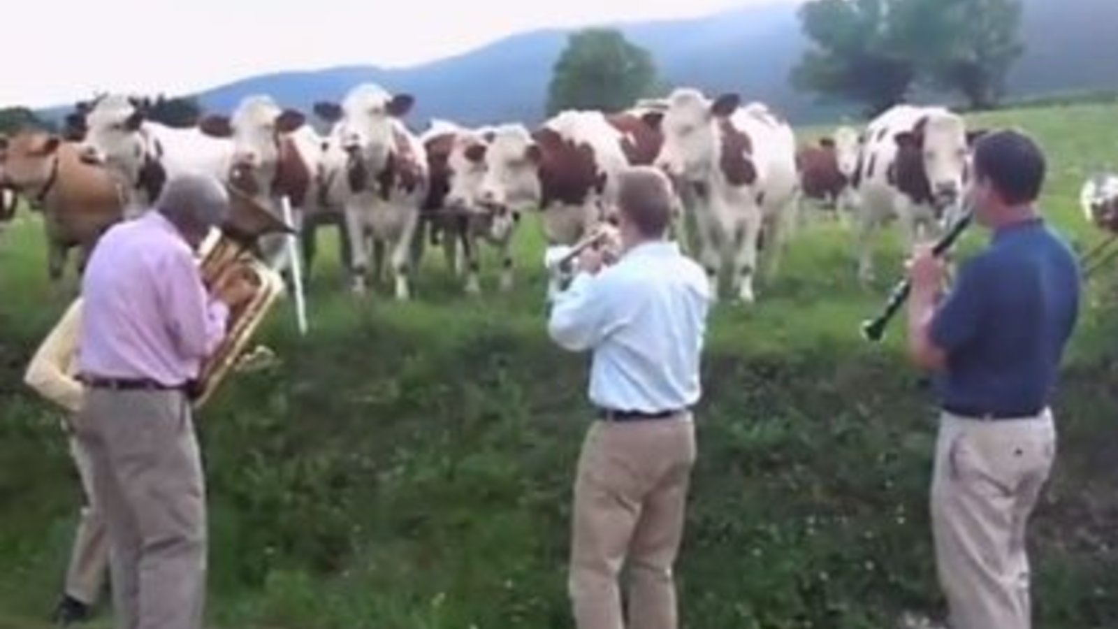 jazz-for-cows.jpg