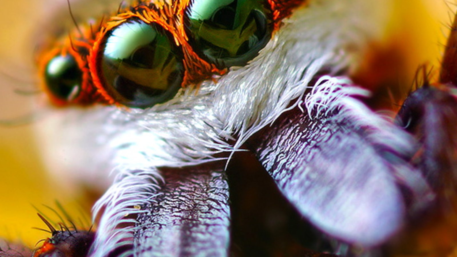 jumping-spider-eyes-flickr-thomas-shahan.jpg