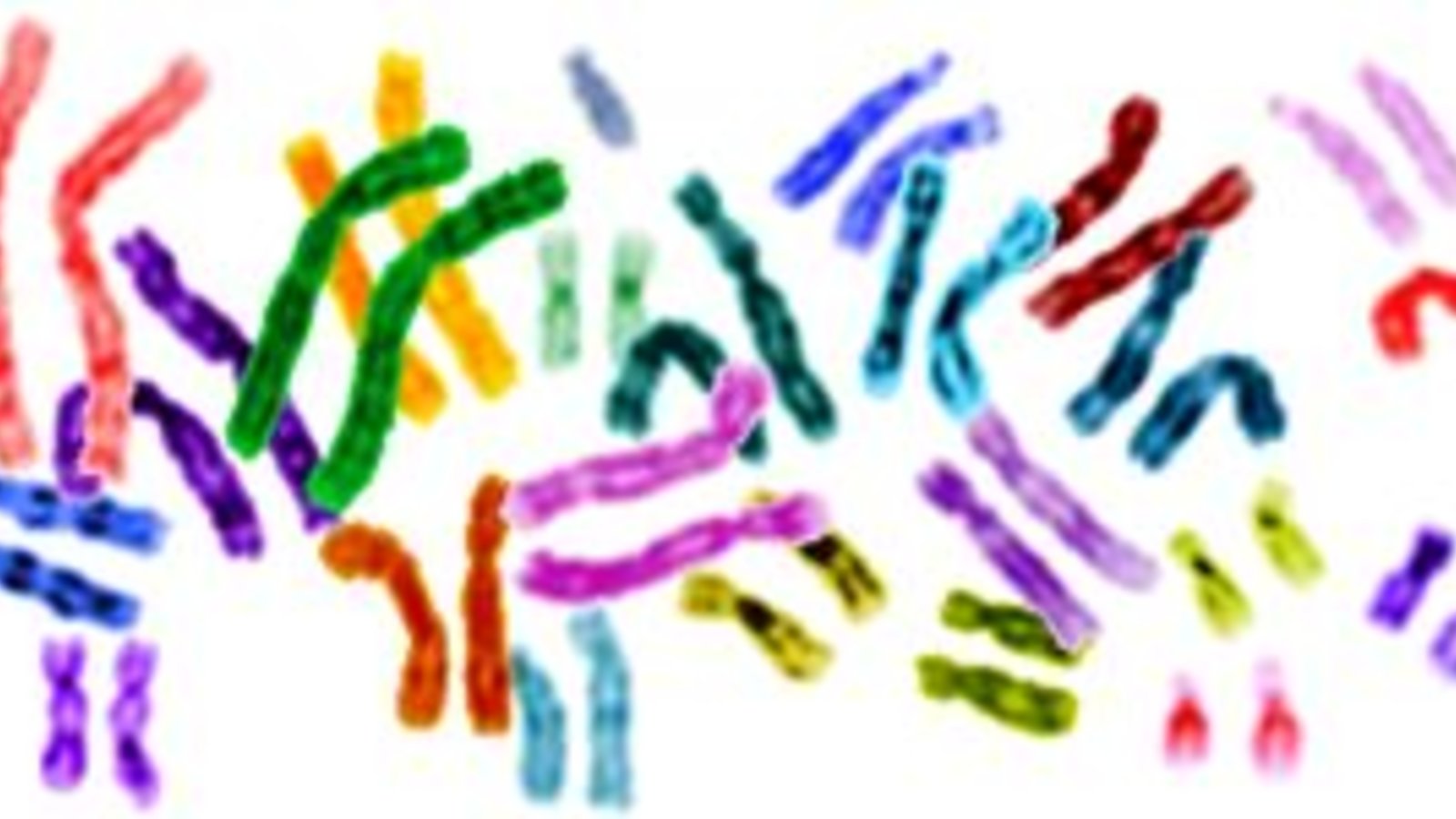 karyotype-petit.jpg