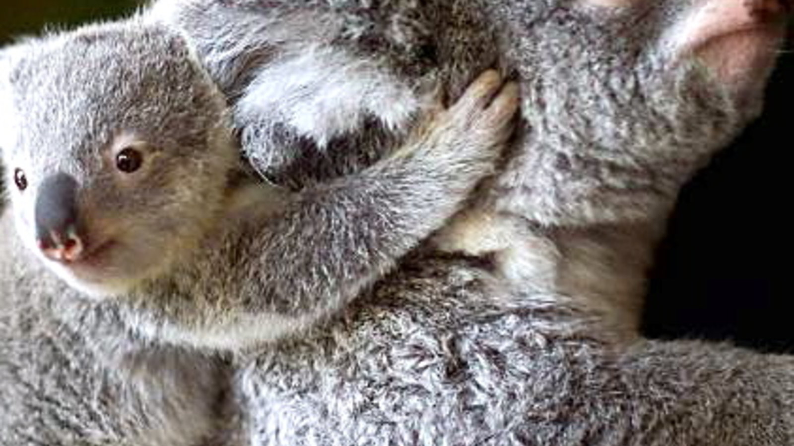 koalaandbaby.jpg