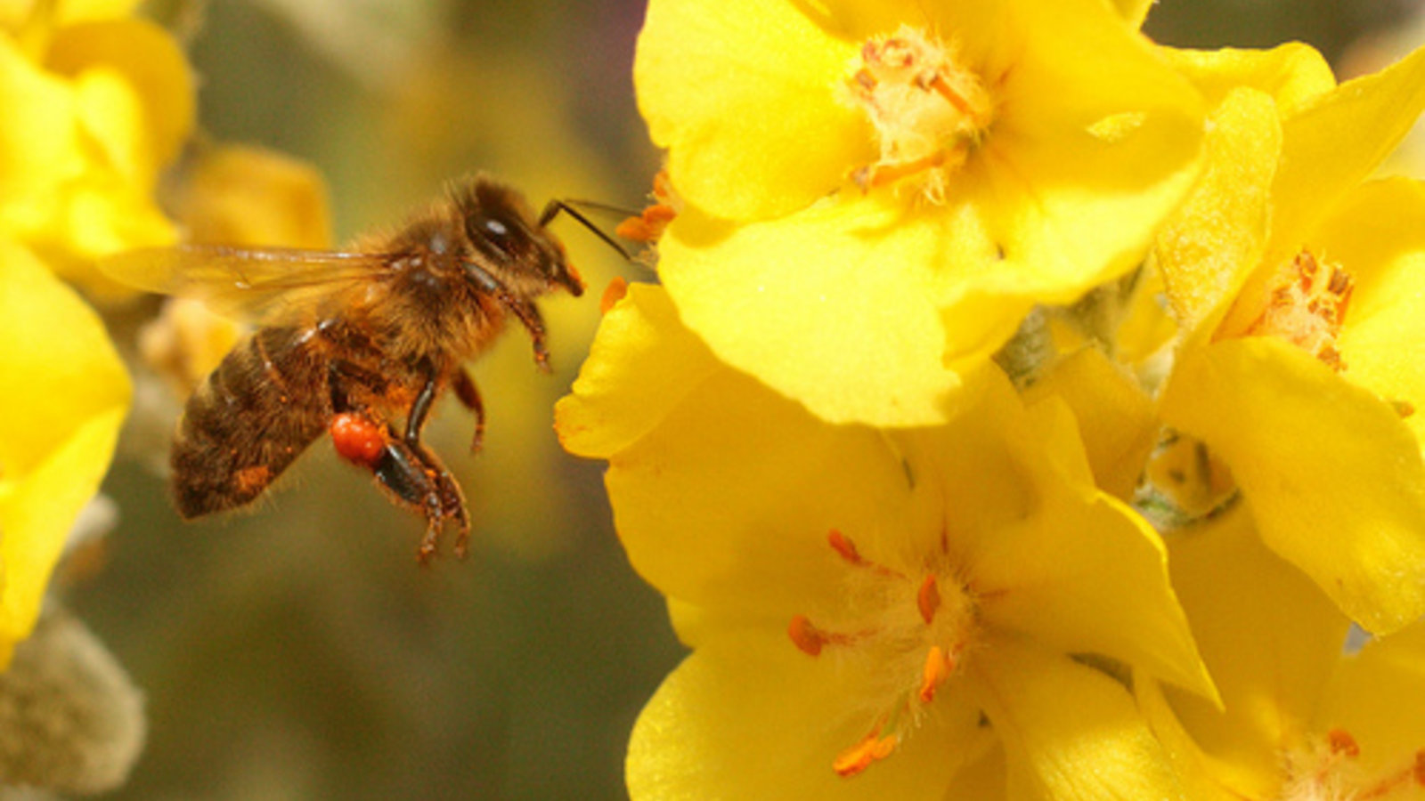 les_abeilles_en_ville_oui_mais_2_credit_akial.jpg