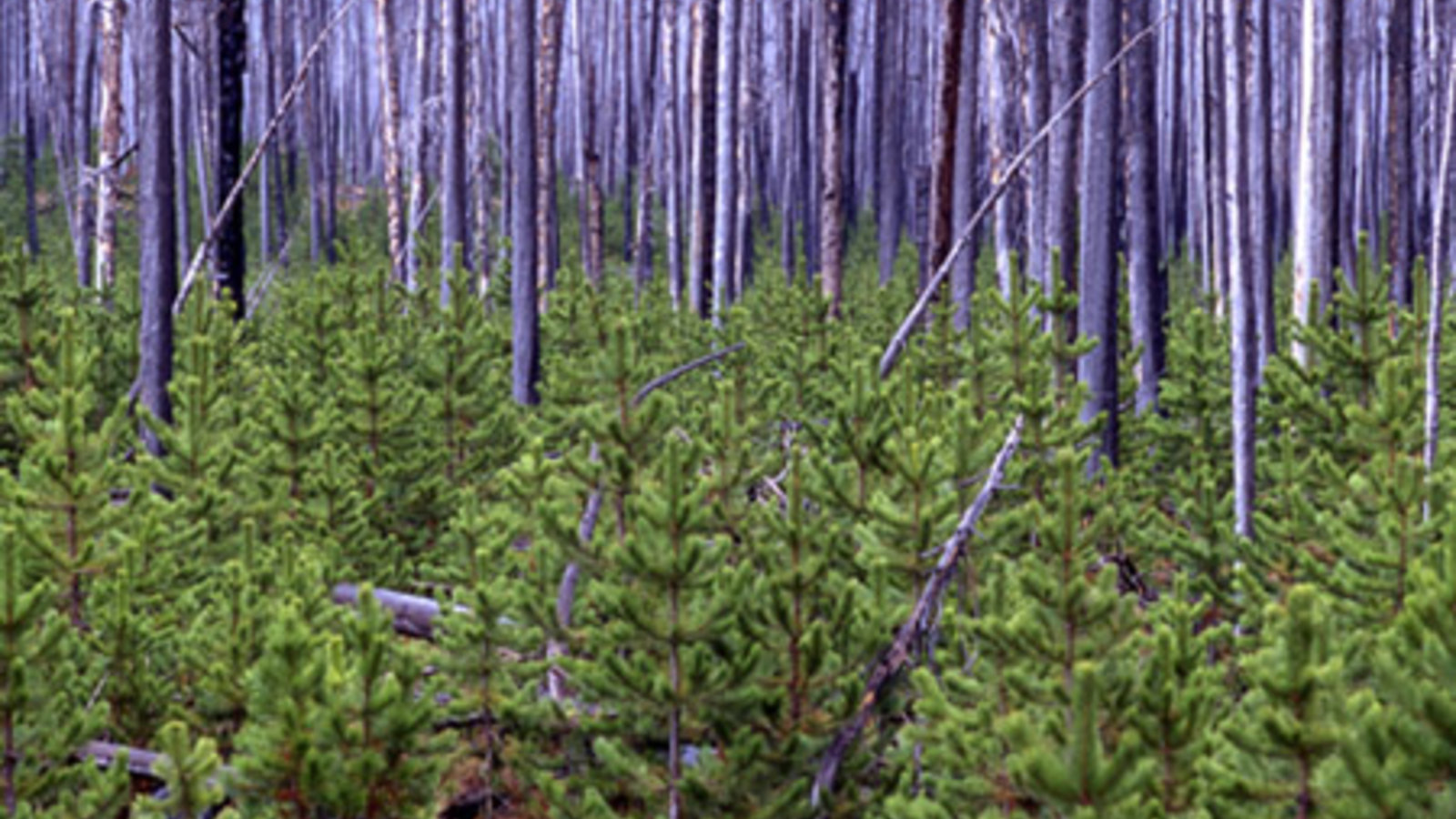 lodgepole_pine_yellowstone_1998_near_firehole-full.jpg