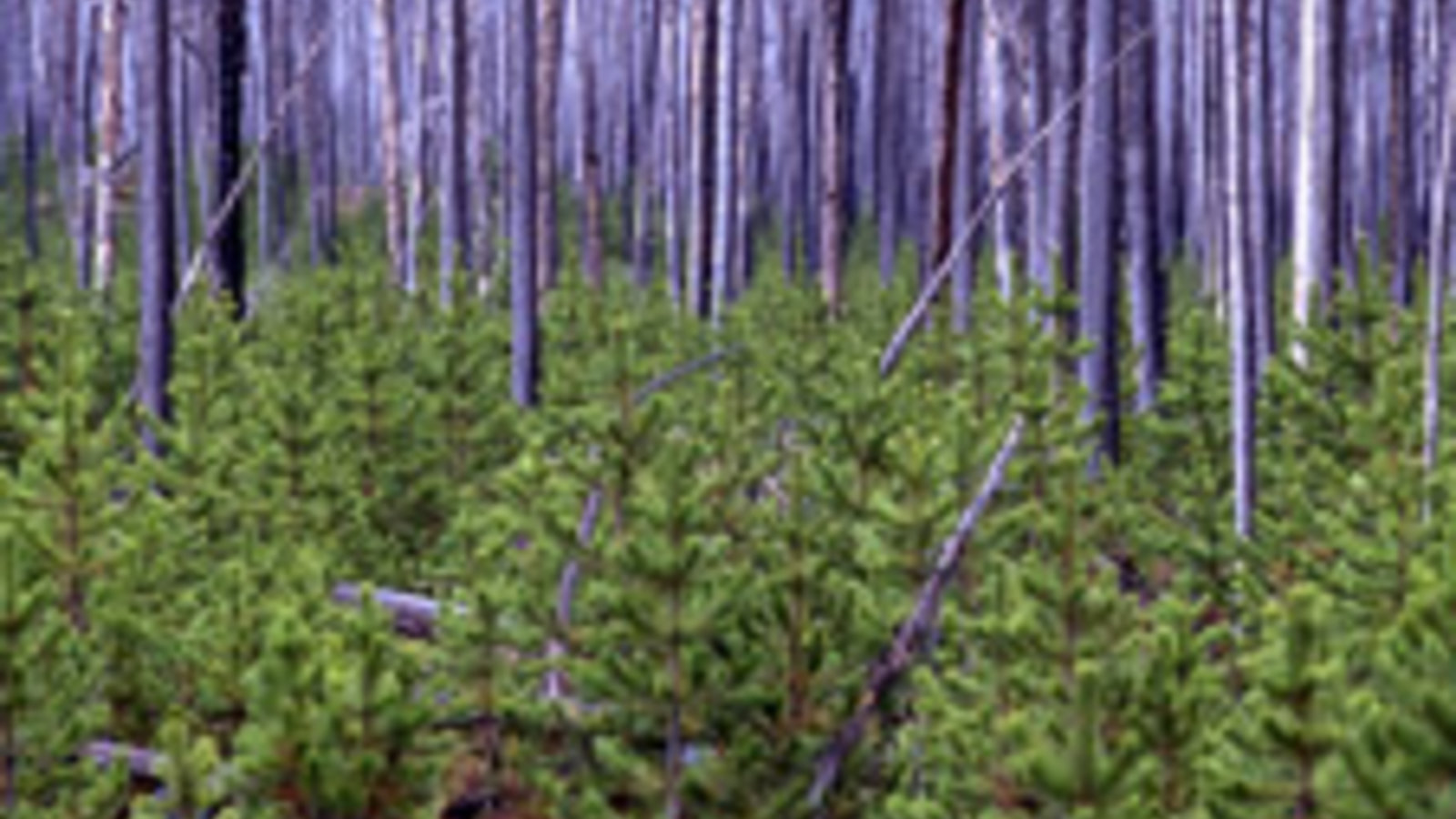 lodgepole_pine_yellowstone_1998_near_firehole.jpg