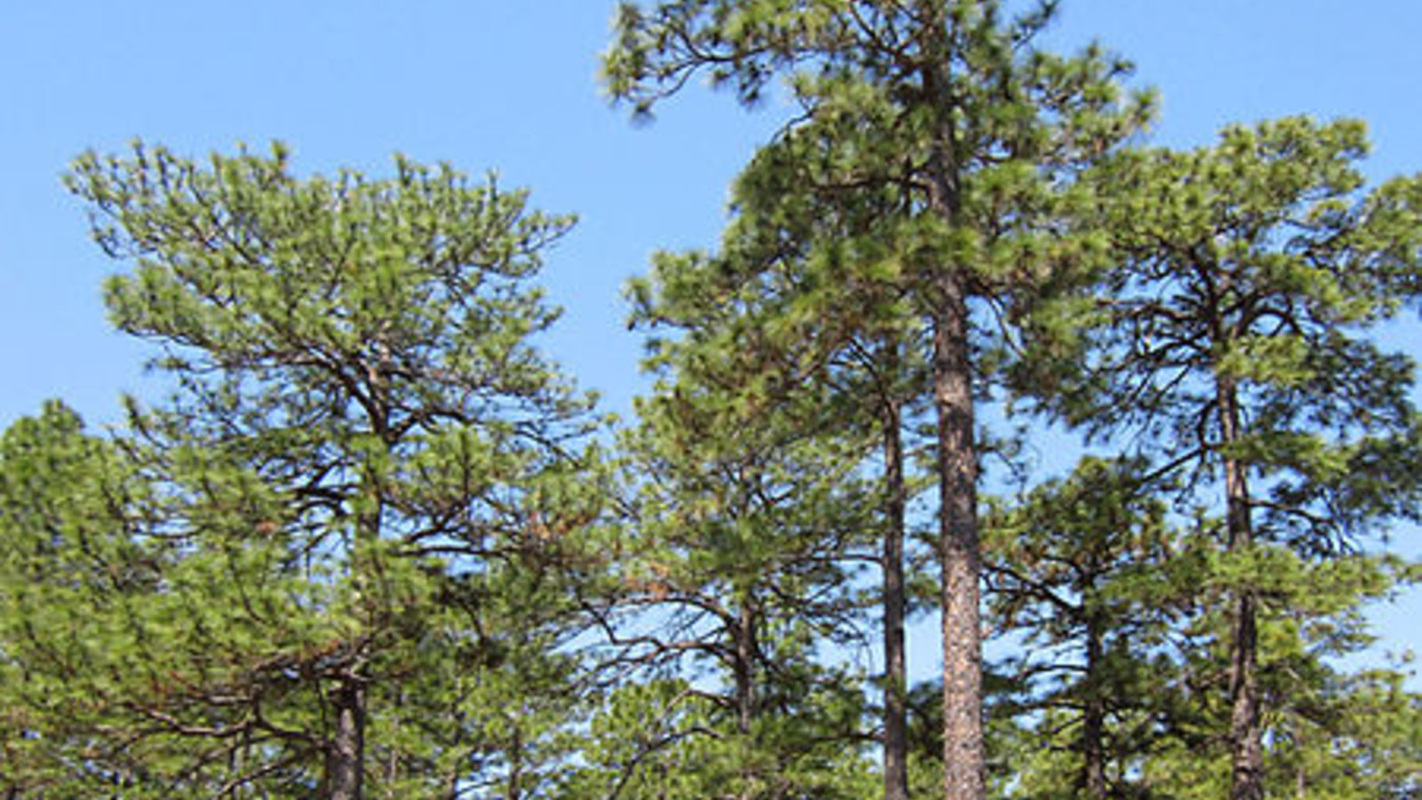 longleafpineforest_chrism_wikcom.jpg